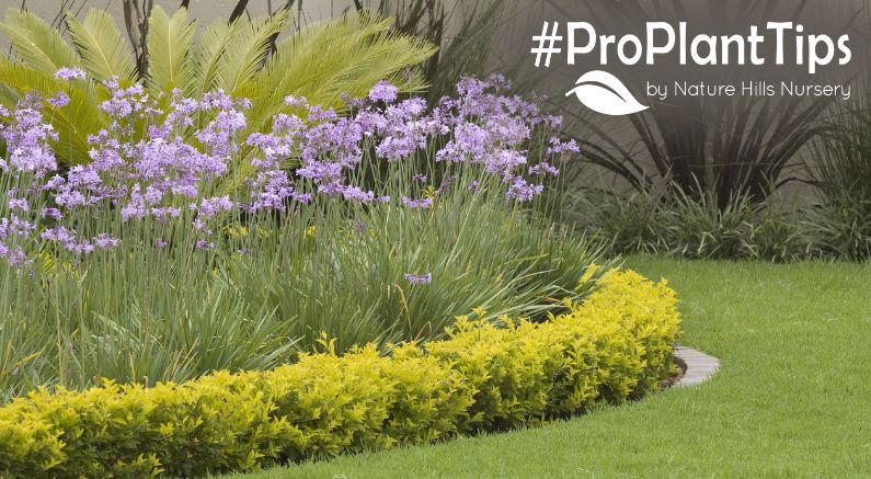 Facer Plants for that finishing touch in the garden!