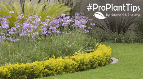 Facer Plants for that finishing touch in the garden!