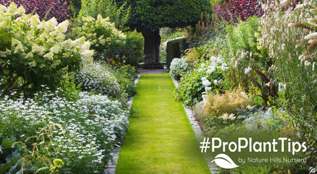 Designing the perfect mixed shrub border!
