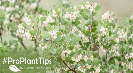 Buy manzanita bushes at naturehills.com