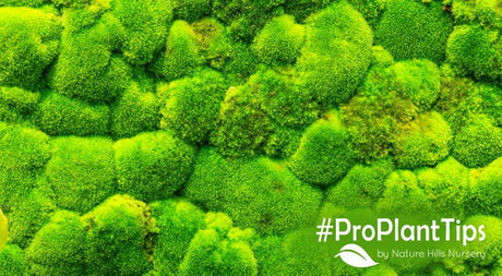 Living with, removing, or loving Moss!