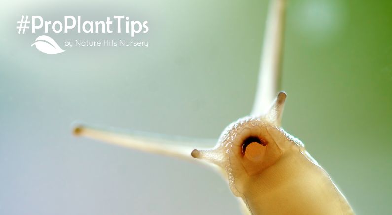 Handling Slugs & Snails Like A Pro!
