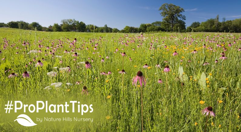 How to create a restoration garden