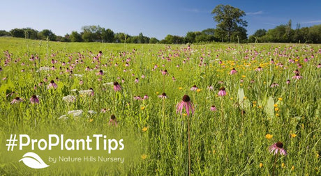 How to create a restoration garden