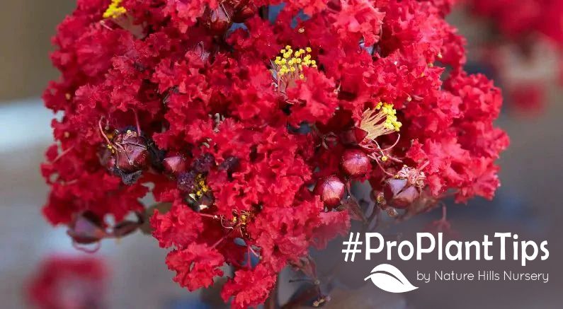 shop crape myrtles at nature hills nursery