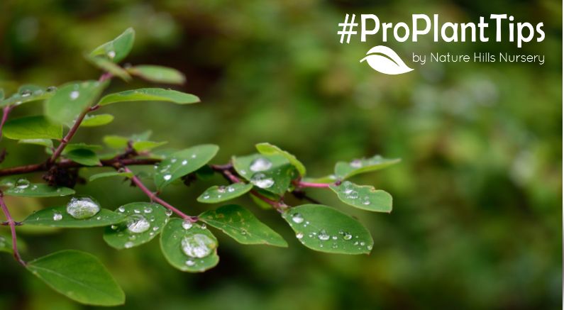using plants to cool your home and yard