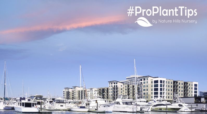 Coastal Gardens in Wilmington: Salt-Tolerant & Native Plants - Nature Hills Nursery