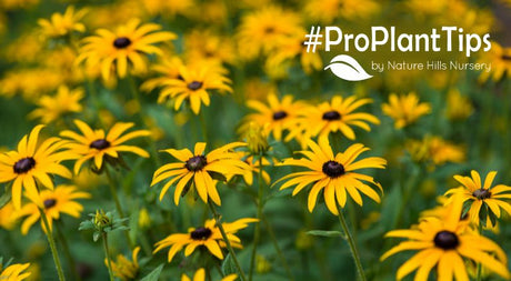 shop top black eyed susans at nature hills