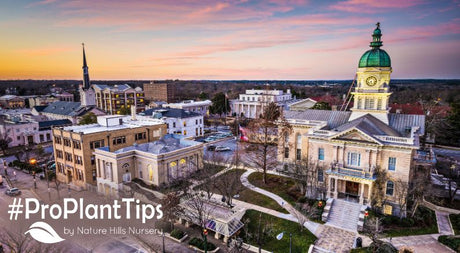 Best Natives For Athens, GA