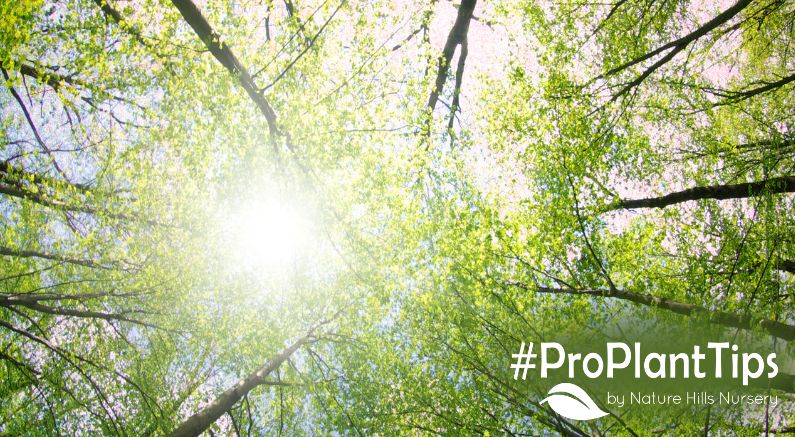 It’s National Tree Day! Celebrate With Wild Tree Facts!