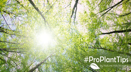 It’s National Tree Day! Celebrate With Wild Tree Facts!
