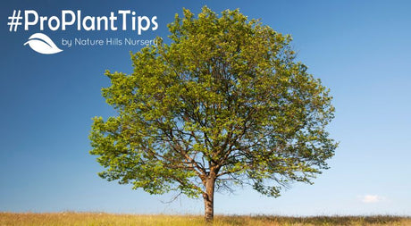 shop walnut trees at naturehills.com!