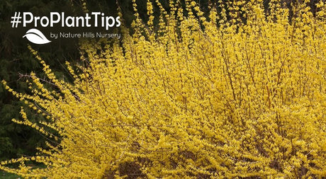 Top 10 Forsythia and Bold Ways To Landscape With Gold - Nature Hills Nursery