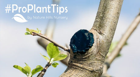 Understanding Tree Sealant Paint Do's & Don'ts