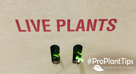 Why some plants can ship to you!