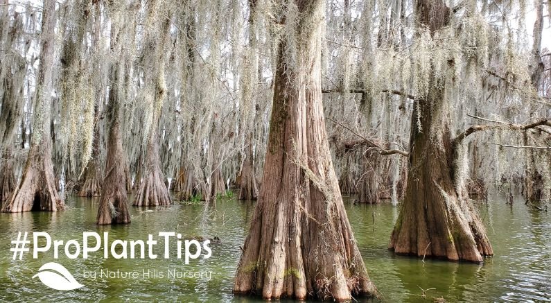 shop deciduous conifers - bald cypress in swamp
