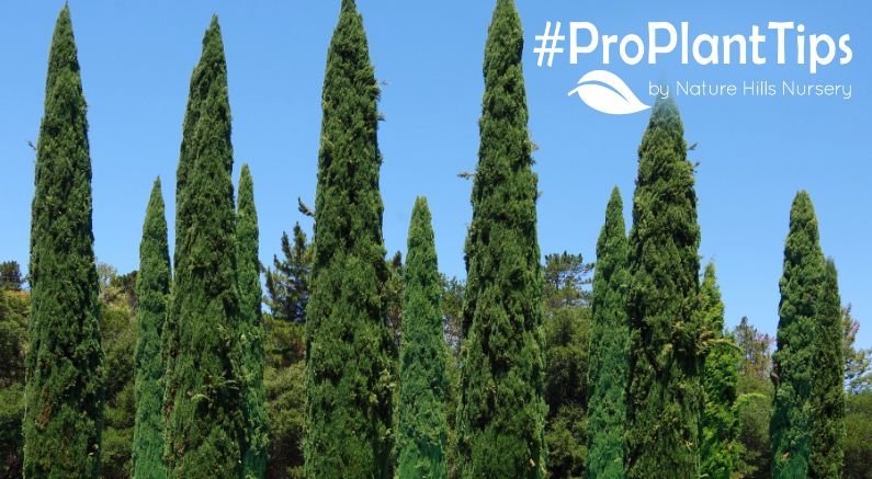 Cypress Tree Identification: Varieties & Landscape Uses