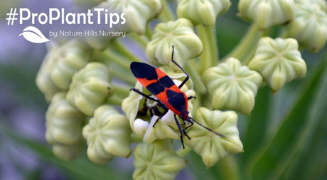 Battling Boxelder Bugs tips at nature hills