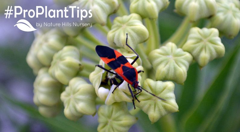 Battling Boxelder Bugs tips at nature hills