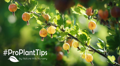 learn about gooseberry bushes | shop now
