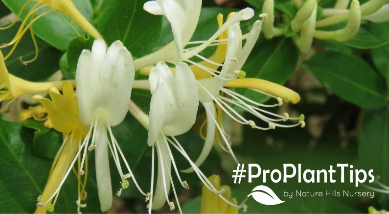 all about the top flowering vines at nature hills