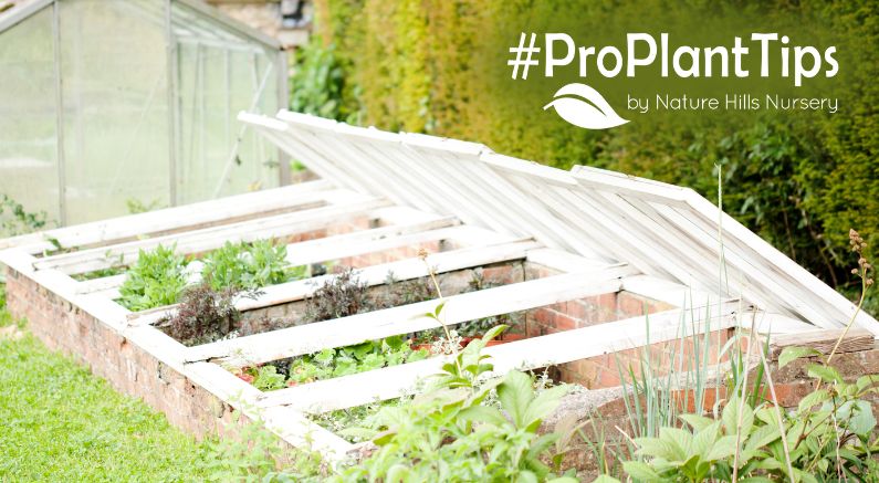 Get Started With Cold Frames!