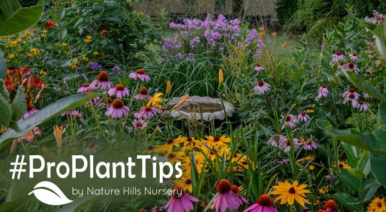 How to Plan a Mixed Perennial Garden
