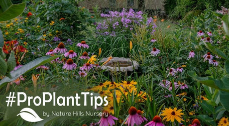 Create The Perfect Mixed Perennial Garden! - Nature Hills Nursery