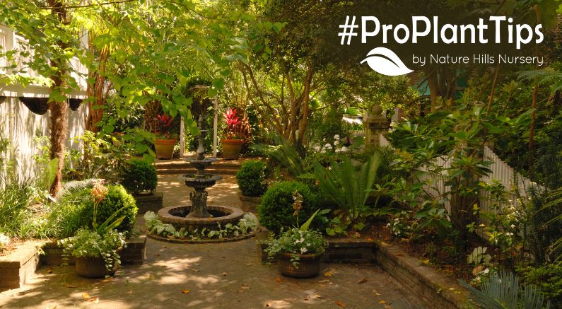 shrubs best for shade! Read more at nature hills