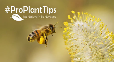 Buzzing For Change: Celebrate World Bee Day! - Nature Hills Nursery