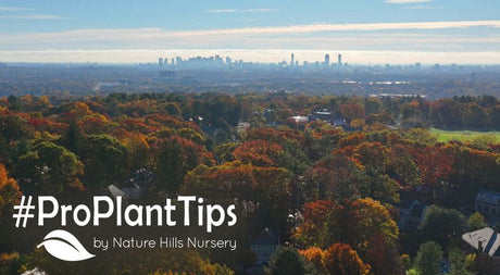 Best Plants For Belmont, MA: Cultivating Year-Round Beauty! - Nature Hills Nursery