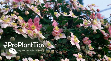 all the ways to use clematis in your landscape