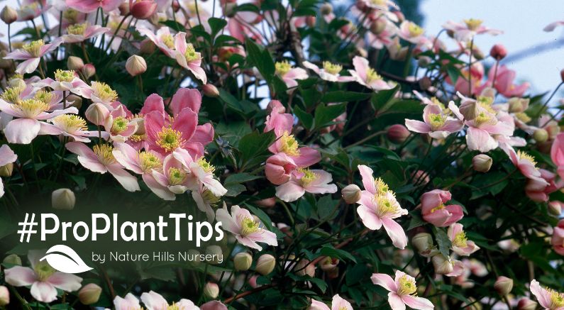 all the ways to use clematis in your landscape