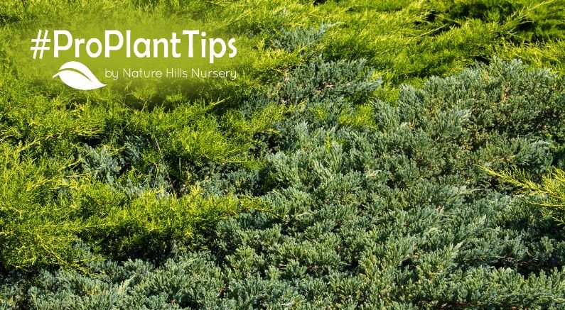 shop carpet juniper/shop groundcover juniper shrubs