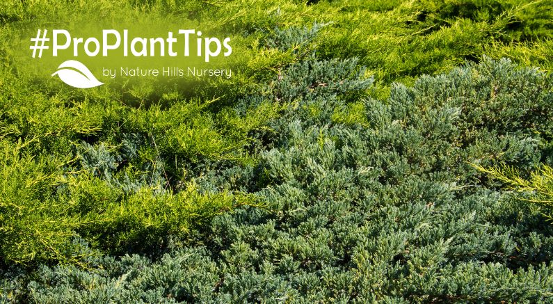 shop carpet juniper/shop groundcover juniper shrubs