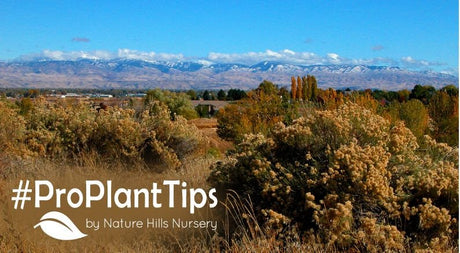 Gardening in Idaho's Treasure Valley: Beauty, Bounty & Big Sky - Nature Hills Nursery