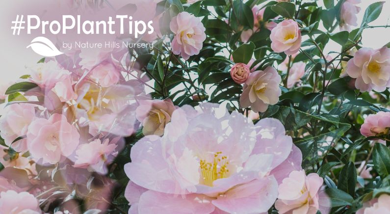 find the longest lasting flowering shrubs here!