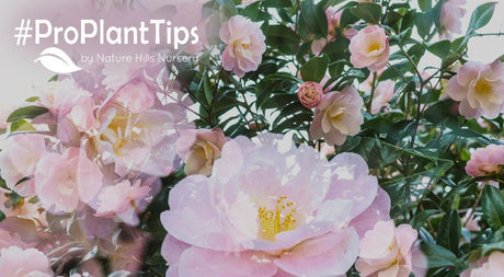 find the longest lasting flowering shrubs here!