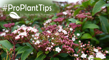 Warm Climate Broadleaf Evergreens For Year-Round Interest! - Nature Hills Nursery