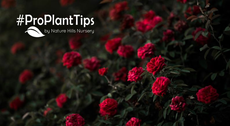 Best Disease-Resistant Rose Bushes! - Nature Hills Nursery