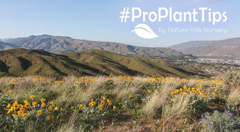 Landscaping in East Wenatchee, WA - Nature Hills Nursery