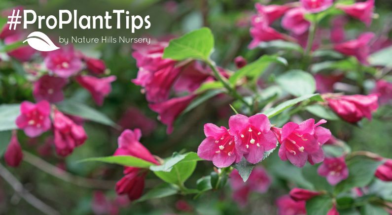top reblooming shrubs for long lasting beauty