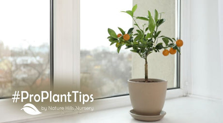 Fall & Winter Prep For Citrus Trees In Pots