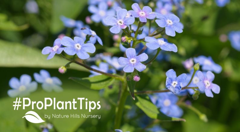 Brunnera Bugloss are shiny perennials for shade