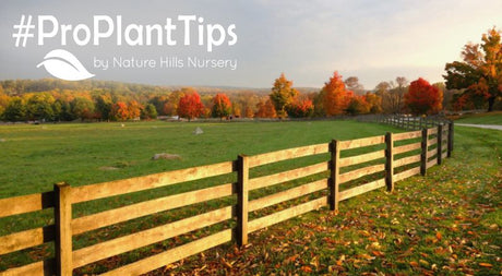 Top Plants & Gardening Tips for the Philly Suburbs - Nature Hills Nursery