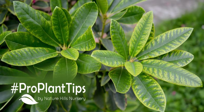 why rhododendron leaves are yellowing?