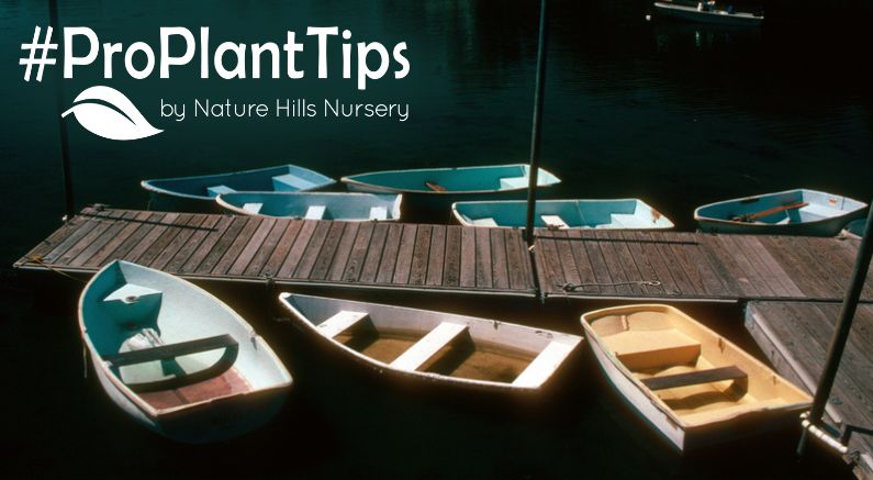 Top Plants For Guilford: Coastal Favorites For Connecticut
