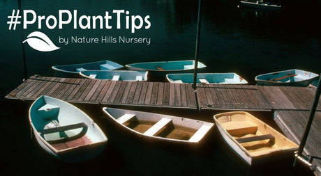 Top Plants For Guilford: Coastal Favorites For Connecticut