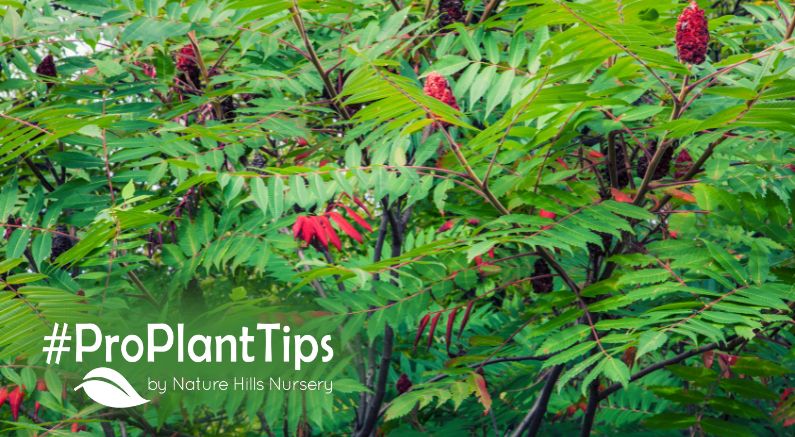 best sumac bushes for sale at nature hills