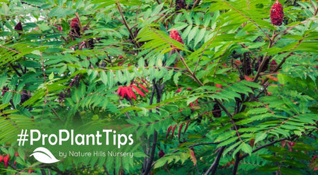 best sumac bushes for sale at nature hills